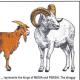 (有文字)The Goat and the Ram 上 episode artwork