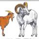 (有文字)The Goat and the Ram 下 episode artwork