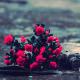 每日15分钟英语 #day73 不抱怨 episode artwork
