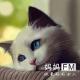 【玩童趣事】我给小猫一双翅膀飞翔 episode artwork