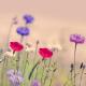 每日15分钟英语 #day96 三个臭皮匠 episode artwork