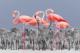 巴西葡萄牙语发音第8组·pa-pe-pi-po-pu-qua-que-qui-ra-re episode artwork