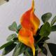 1011“爱的讲堂”开场白 episode artwork