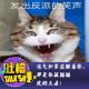 运气如果总躲着你，那是你藏猫猫玩的太差！ episode artwork