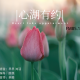 【心湖有约】--所有遇见已成过往，你还在路上。 episode artwork